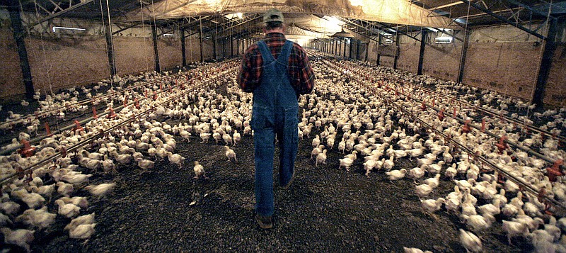In this Dec. 2, 2008 file photo, a Pilgrim's Pride contract chicken farmer walks amid three-week-old chicks at a farm just outside the city limits of Pittsburg, Texas. A group of former chicken farmers from five states, intent on changing the way the nation's largest poultry processors pay farmers for raising chickens, have filed a lawsuit in federal court in Oklahoma. Seeking class-action status, the farmers, allege that the contract grower industry structure created by Pilgrim's Pride and other companies pushed them deep into debt.