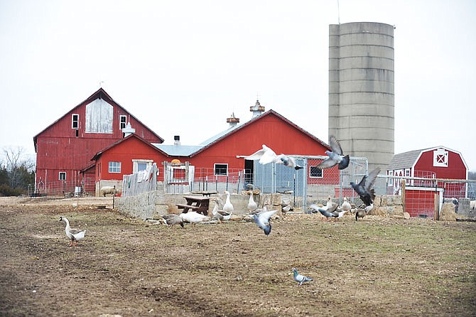 Where Pigs Fly Farm, located east of Linn, is home to more than 400 barnyard animals and is open to the public. Also on site is Pigs Aloft Museum, the only museum of pig-themed items in America.  