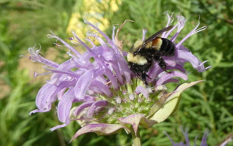 This 2016 file photo provided by The Xerces Society shows a rusty patched bumblebee in Minnesota. The Fish and Wildlife Service said that it was delaying listing the bee species as endangered, one day before it was to take effect. The listing was to take effect Friday, Feb. 10, 2017.