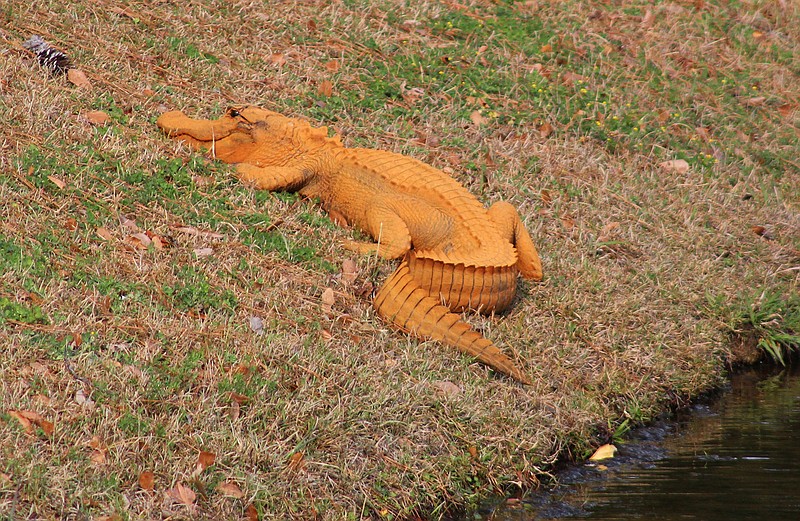In a photo provided by Stephen Tatum, an orange alligator is seen near a pond in Hanahan, S.C. Photos show the 4- to 5-foot-long alligator on the banks of a retention pond at the Tanner Plantation neighborhood. Jay Butfiloski with the South Carolina Department of Natural Resources says the color may come from where the animal spent the winter, perhaps in a rusty steel culvert pipe. Experts say the alligator will shed its skin and probably return to a normal shade soon.  