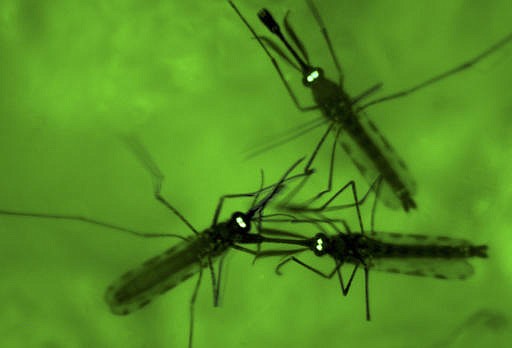 In this Wednesday, June 3, 2009 file photo, adult mosquitoes are seen through a fluorescence microscope at the University of Maryland Biotechnology Institute's Insect Transformation Facility in Rockville, Md.