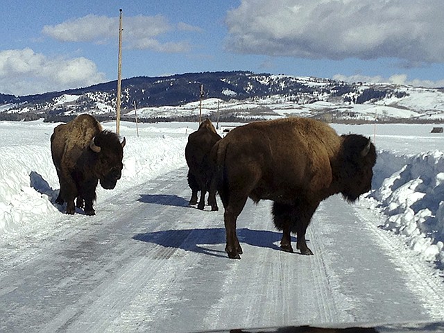 Three bison linger Feb. 4 on a plowed area of Antelope Flats Road, in Grand Teton National Park, Wyoming. Park officials have been escorting small groups of bison along U.S. 26-89-191 to try to prevent more bison from being killed by motorists. A truck killed a bison on the highway in the park Feb. 11. Bison and other animals have been moving along the plowed highway rather than struggle through snow more than 3 feet deep.
