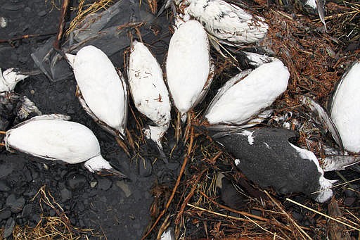 In this Jan. 7, 2016, photo, dead common murres lie on a rocky beach in Whittier, Alaska. A year after tens of thousands of common murres, an abundant North Pacific seabird, starved and washed ashore on beaches from California to Alaska, researchers have pinned the cause to unusually warm ocean temperatures that affected the tiny fish they eat.
