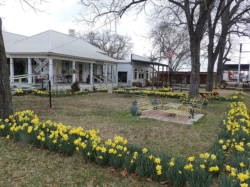 Spring has sprung this month in DeKalb, Texas. The Williams House Museum is boasting a gorgeous profusion of daffodils as Mother Nature apparently tries to figure out what's going on. Unusual, yes, but not unheard of in Northeast Texas.