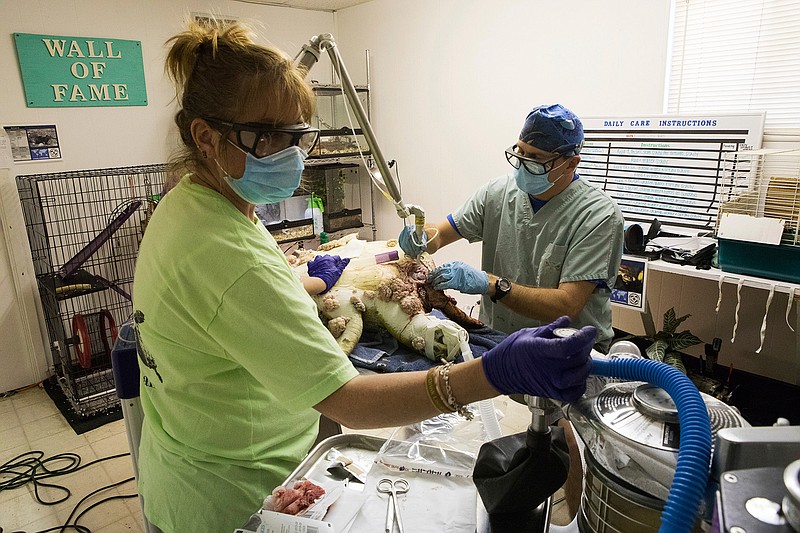In this Sunday, Jan. 29, 2017 photo, Texas Sealife Center rehabilitation director Amanda Terry administers anesthesia as Dr. Tim Tristan uses co2 surgical laser to remove Fibropapillomatosis (FP) tumors from a green sea turtle at the Texas Sealife Center in Corpus Christi, Texas. After months of mild weather, temperatures dropped fast and hard on the weekend of Jan. 7, cold-stunning hundreds of sea turtles in Texas waters. But as scientists treated the animals, they discovered another problem_ tumors. Scientists found that half of the turtles were afflicted with fibropapillomatosis, or FP, a herpes virus specific to sea turtles.
