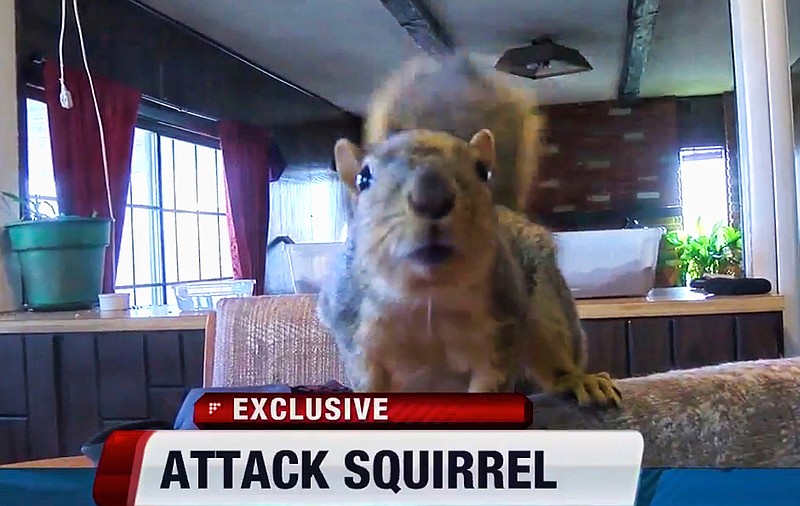 This Sunday, Feb. 12, 2017 image from video provided by KIVI-TV shows an indoor pet, a squirrel named Joey in Meridian, Idaho. Police said the squirrel has thwarted a burglary attempt. The Meridian Police Department said a juvenile entered the home last week and told police after later being arrested that the squirrel attacked him when he tried to break into a gun safe. 