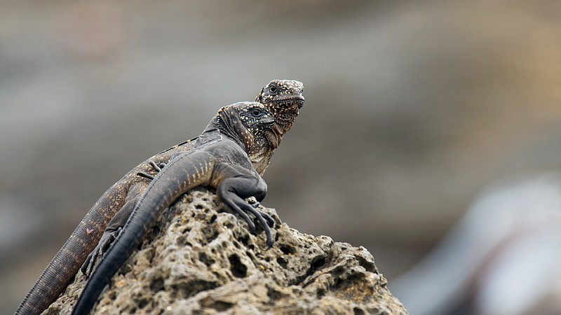 In this undated image made from video provided by the BBC, hatchling marine iguanas - just a few minutes old - huddle together on a rock near the sea shore where they will spend their lives in the Galapagos Islands, Ecuador. From jungles to deserts to mountains, the BBC's epic nature series "Planet Earth II" takes viewers around the world - and around many genres of television. The seven-part series, which begins in the U.S. on Saturday, Feb. 18, 2017 with a simulcast on BBC America, AMC and SundanceTV, is a spectacular demonstration of how far nature programs have come. And no one has been more closely linked to their evolution than David Attenborough, the 90-year-old naturalist who narrates "Planet Earth II." 