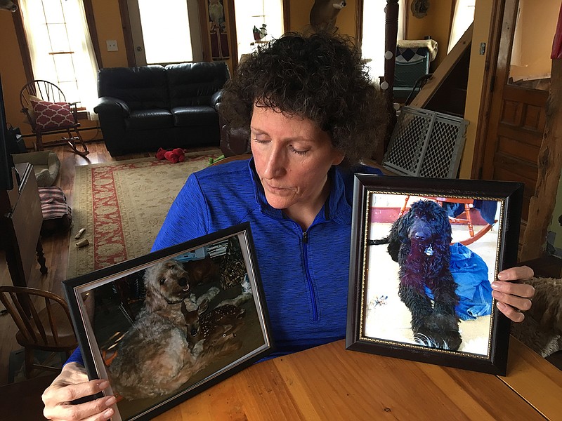 In this Wednesday, Feb. 8, 2017 photo, Denise Krohn sits at her kitchen table with photos of her goldendoodle dogs Quigley, left, and Kirby, right, in Florida, N.Y. The dogs were shot dead during a burglary a year ago at her home in rural upstate New York. Krohn is pushing for "Kirby and Quigley's Law," legislation named after her slain pets that would make it a felony punishable by two years in prison and a $5,000 fine to kill a dog or cat while committing another serious crime. 