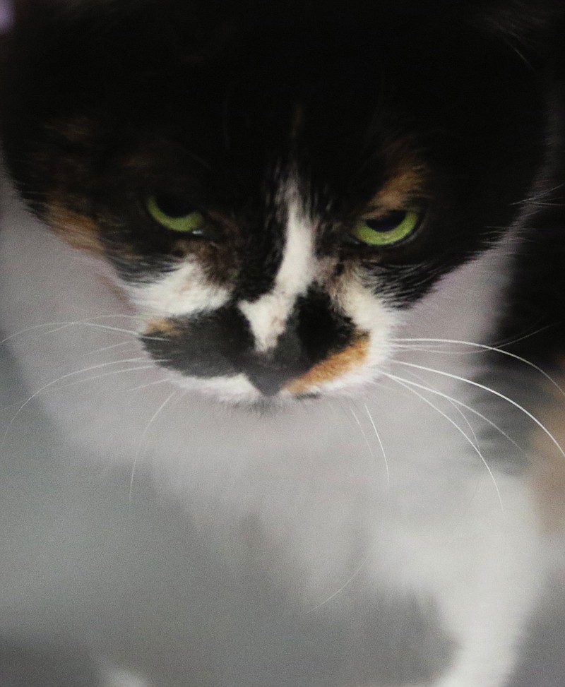 A green-eyed beauty in Barb Horton's holding area in her house. It's essential to spay and neuter cats so they don't add to the estimated 80 million national population.