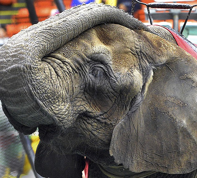An elephant waits to entertain the opening night crowd in May 2014 at the Melha Shrine Circus at the Eastern States Coliseum in West Springfield, Massachusetts. After earning praise from animal rights groups for dropping animal performances in 2016, the Melha Shrine Circus will bring back the animal acts for seven performances over four days in May.