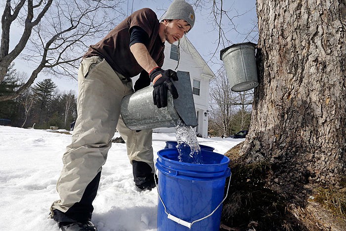 Parker's Maple Barn employee Kyle Gay pours maple tree sap into a larger bucket in Brookline, New Hampshire.