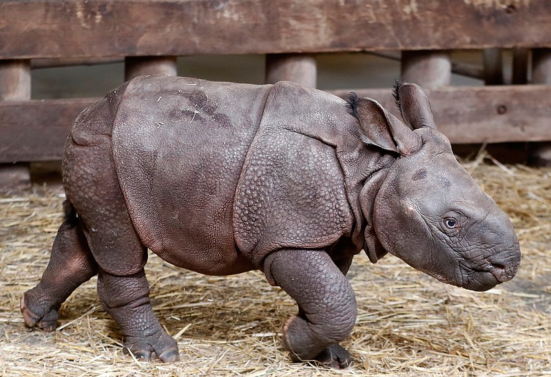 A newly born baby Indian rhino walks in its enclosure at the zoo in Plzen, Czech Republic, Friday, Feb. 24, 2017. The baby was born on Feb. 5, 2017, and is yet to be named.