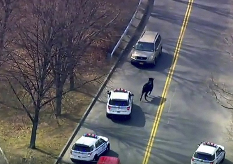 In this Feb. 21, 2017 file image taken from video provided by WABC, a bull that escaped from a local slaughter house is pursued by police in New York. Police corralled the bull in a backyard in the Queens borough of New York, after a two-hour chase that continued even after the bull's hide was studded with tranquilizer darts. 