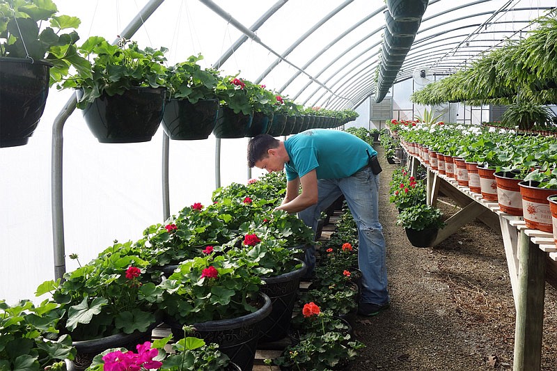 John Graham, owner of Callaway Fields, tends a long row of geraniums. They'll be available for purchase during the store's Spring Preview. 