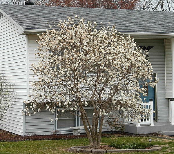 This magnolia tree in full bloom on Clara Drive in California provides evidence that spring is nearly here.