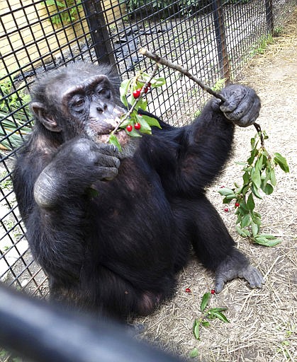 In this July 2013 photo provided by the Primate Sanctuary, the chimpanzee Kiko eats wild cherries at the nonprofit Primate Sanctuary in Niagara Falls, N.Y. 