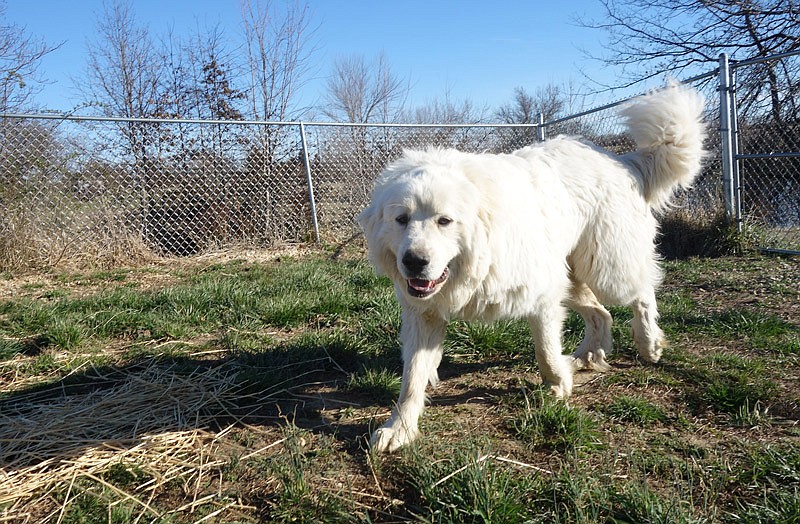 This friendly Great Pyrenees was one of four apparently abandoned near Mokane. Two were killed by cars, but the other two were rescued and brought to a Callaway County Humane Society foster home.