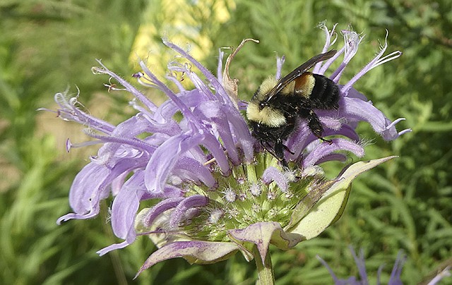 This 2016 photo shows a rusty-patched bumblebee in Minnesota. The U.S. Fish and Wildlife Service on Tuesday officially designated the bee an endangered species. It is the first bee species in the continental U.S. to receive federal protection under the Endangered Species Act.