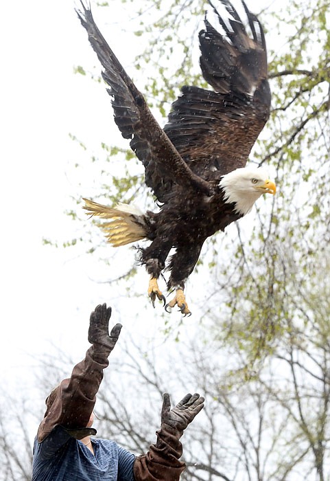 University of Missouri's Raptor Rehabilitation Project releases Rogue Saturday, March 25, 2017 at the Pikes Camp Access near Wardsville. The bald eagle was set loose near the Osage River area where she was found injured in December.