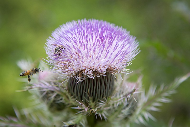 Honeybees gather nectar from a milk thistle on Monday. The milk thistle is considered to be a noxious weed by many but has been used in natural medicine for many years.  