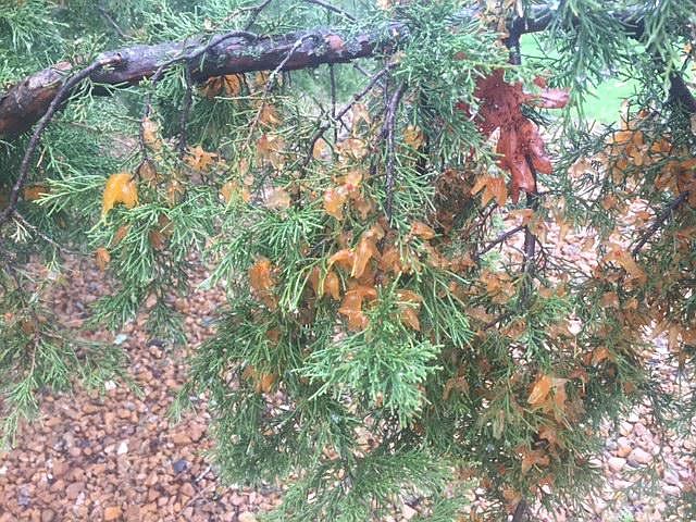 The cedar-apple rust is seen afflicting a cedar or juniper. The rust is in the sporulation phase, in which it becomes gelatinous, forming orange-like blobs.