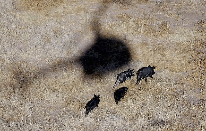 In this Feb. 18, 2009, file photo, the shadow of a helicopter hovers over feral pigs near Mertzon, Texas. Oklahoma lawmakers are considering a bill to allow hunters to shoot feral hogs from helicopters. Aerial gunners are already used to help control feral swine in Oklahoma, but the work can only be done by trained, licensed contractors with support from the Oklahoma Department of Agriculture Food and Forestry.