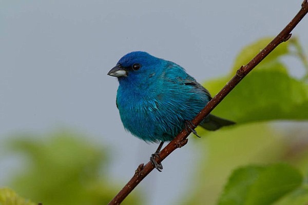 Indigo Bunting  Missouri Department of Conservation