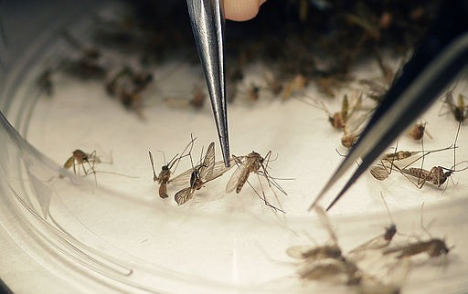 In this Feb. 11, 2016 file photo, Dallas County Mosquito Lab microbiologist Spencer Lockwood sorts mosquitos collected in a trap in Hutchins, Texas, that had been set up in Dallas County near the location of a confirmed Zika virus infection. 