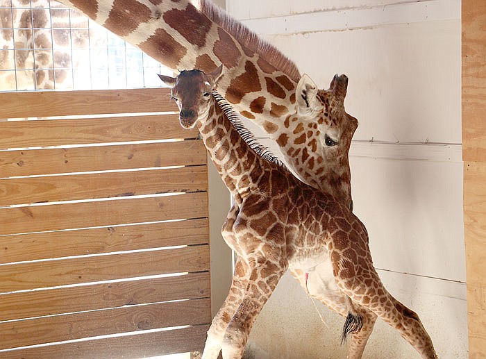 In this photo provided by Animal Adventure Park in Binghamton, N.Y., a giraffe named April stands with her new calf on Saturday. The birth was broadcast to an online audience of more than a million viewers.