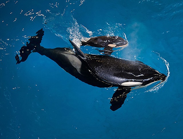 Orca Takara helps guide her newborn to the water's surface Wednesday at SeaWorld San Antonio. The company based in Orlando, Florida, announced the birth Wednesday.
