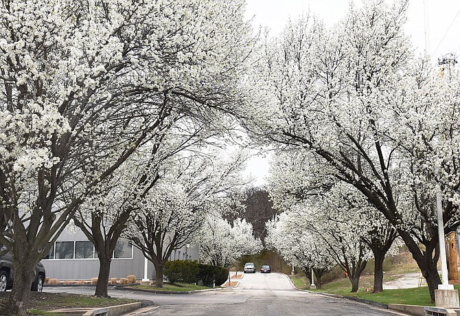 Blooming Bradford pear trees form a canopy over the driveway of the parking lot of State Courts Administrator building at 2112 industrial Drive.