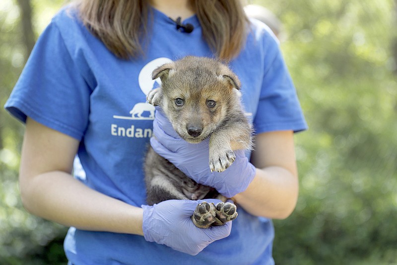Regina Mossotti, director of animal care and conservation at the Endangered Wolf Center, holds a Mexican wolf Monday, born April 2, at the facility in Eureka. The wolf was conceived by artificial insemination, which is offering new hope for repopulating the endangered species by using sperm that had been frozen.