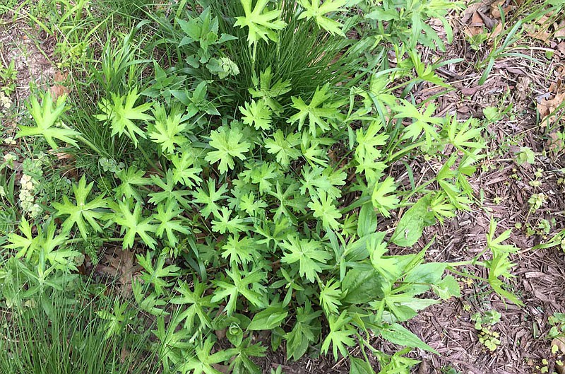 Purple poppy mallow leaves at Lincoln University.