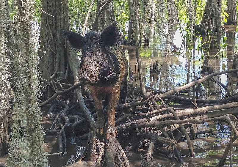 A wild boar walks in a swamp April 13 in Slidell, Louisiana. Feral hogs are believed to cause $76 million or more in damage across the state every year but in recent years a small Louisiana slaughterhouse has begun butchering the hogs and selling the product to grocery stores and restaurants as part of an effort to help control the hogs' numbers. 