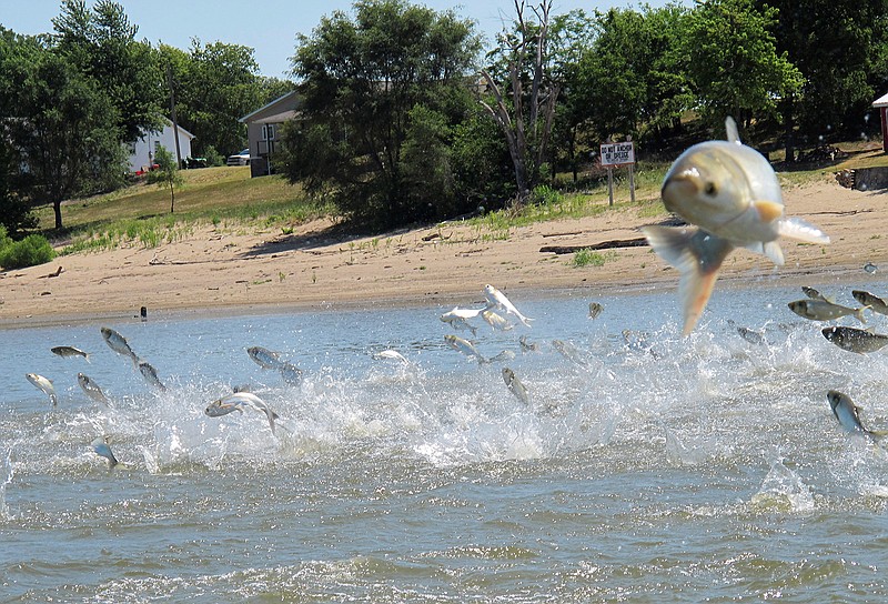 In this June 13, 2012 file photo, Asian carp, jolted by an electric current from a research boat, jump from the Illinois River near Havana, Ill. New, creative but more high-tech methods may finally be turning the tide in the fight against invasive species. Non-native plants and animals cost the world hundreds of billions of dollars a year.