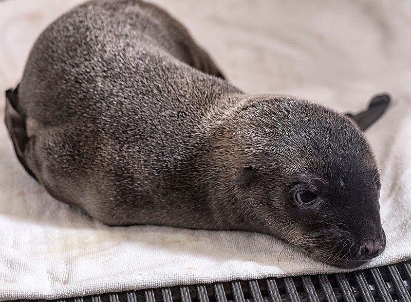 In this photo provided by SeaWorld San Diego, a day-old California sea lion pup rests at the Animal Care Center in San Diego, Calif., Thursday, April 27, 2017. The park is caring for the sea lion pup that was unexpectedly born to a sick mother. The park says the pup was discovered Wednesday when a team went to check the health of her mother, who was rescued from an Oceanside beach on Tuesday. 