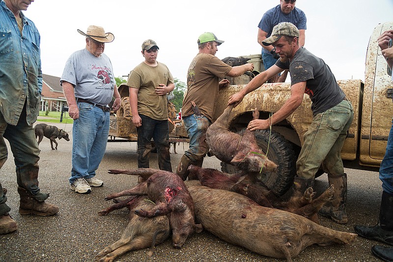 Team Little River Combine unloads wild pigs they hunted Saturday at the Whistle Stop Festival in Ashdown, Ark. The team hunted 13 hogs weighing over 30 pounds and took first place in the bay competition. 
