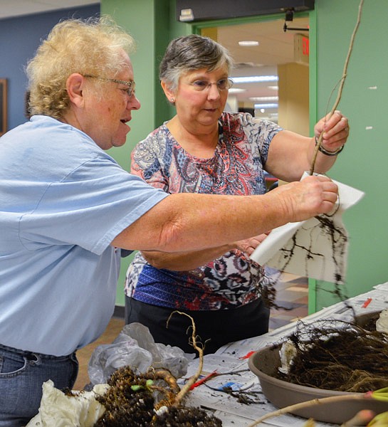 Marta Carpenter, right, assists Susan Anderson with her two new redbud trees Saturday morning, April 29, 2017. The Missouri Department of Conservation provided free native Missouri trees to the library in celebration of Arbor Day and to promote native plants.