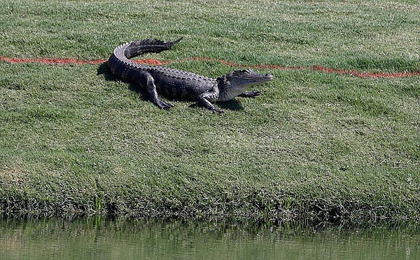 An alligator suns itself along the 11th green Wednesday in Ponte Vedra Beach, Fla.
