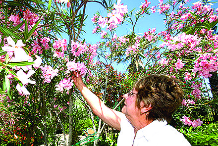 Lydia Miller, a member of the International Oleander Society, talks about the blooms of the Lane Taylor Sealy oleander blooming in the Betty Head Oleander Garden Park in Galveston, Texas. The Galveston-based International Oleander Society celebrates its 50th anniversary this year. (Jennifer Reynolds/The Galveston County Daily News via AP)