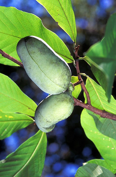 The pawpaw fruit is shown above.