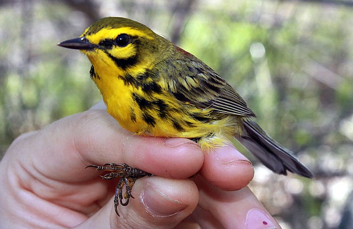 Prairie warbler in New Hampshire