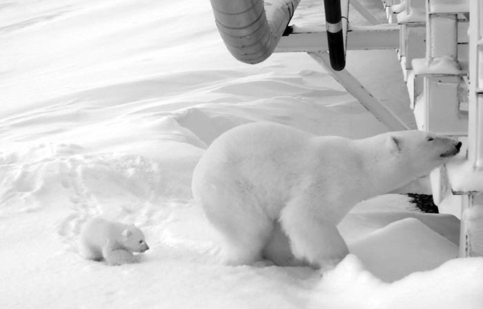 In this remote camera image provided by the U.S. Fish and Wildlife Service, a polar bear and her young cub stand next to a causeway bridge leading to an artificial island oil production platform in the Beaufort Sea in Alaska. Hilcorp Alaska oil field workers in December spotted the den alongside the bridge and restricted activity to make sure the female was not disturbed. The mother and her cub emerged March 18, stayed near the den for two weeks and headed out to see to hunt for seals.