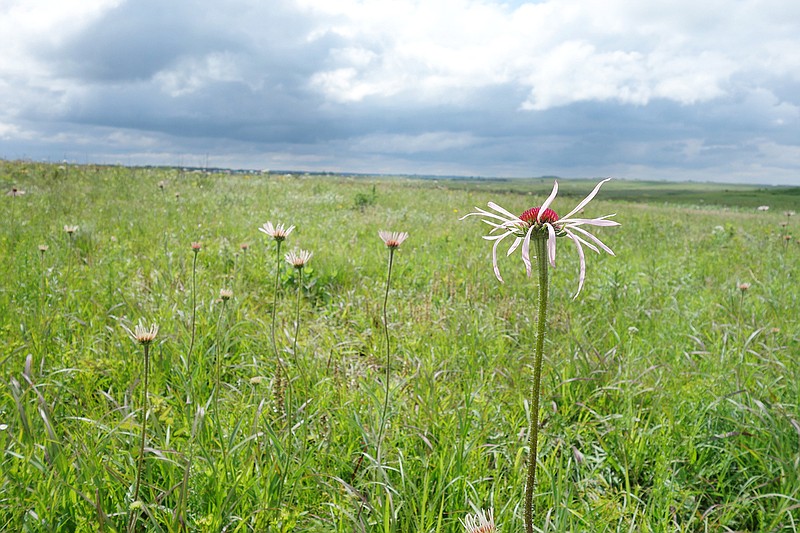 Located in western Missouri near El Dorado Springs, Wah'Kon-Tah Prairie is the state's largest natural tall grass prairie. Of the 3,000 acres, roughly half is native, virgin grass that has never been plowed or heavily altered.