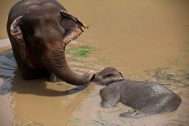 A domestic elephant stands by a 10-year-old wild tusker with a rear leg injury Wednesday in a marshy area of Amchang Wildlife Sanctuary, about 25 miles east of Gauhati, India. Veterinarians are nursing the injured male elephant, whom villagers spotted stuck about five days ago. The juvenile elephant's situation is becoming a common occurrence in the state, which has a large population of wild elephants, some of which are straying out of their herds and entering swampy areas and villages.