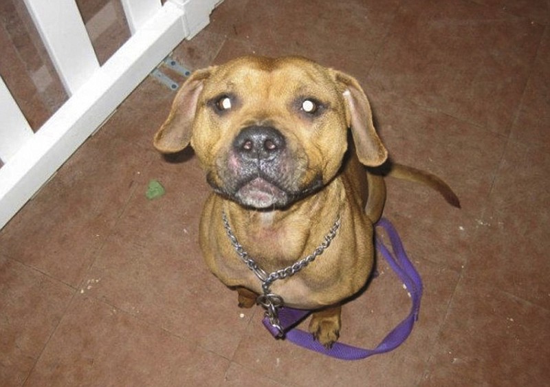 This undated photo obtained by The Associated Press shows Desmond, a dog that was beaten, starved and strangled in Connecticut in 2012 by his owner, Alex Wullaert, who admitted to the violence but avoided jail time under a probation program for first-time offenders. Animal rights advocates, who strongly objected to the ruling, used this photo on T-shirts and posters as they pushed for better legal advocacy for abused animals. With the passage of "Desmond's Law" in 2016, Connecticut became the first state to allow court-appointed lawyers and law students to advocate for animals in cruelty and abuse cases.