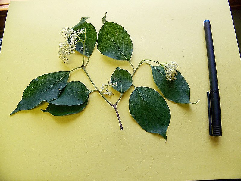 This branch is from the bush commonly referred to as pagoda dogwood, which can also be a small tree. It's identified by the alternating leaves on the stem.
