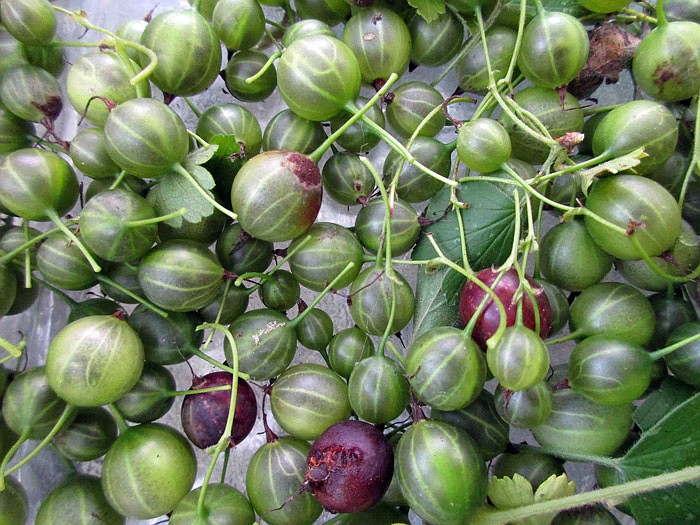 Gooseberries can be used in a variety of recipes.