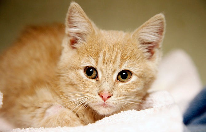 Elsa, a kitten, recovers at the Denver Dumb Friends League animal shelter, in Denver. A DNA study reached back thousands of years to track the spread domesticated cats through the ancient human world and found evidence of two major dispersals from the Middle East, in which people evidently took cats with them. 