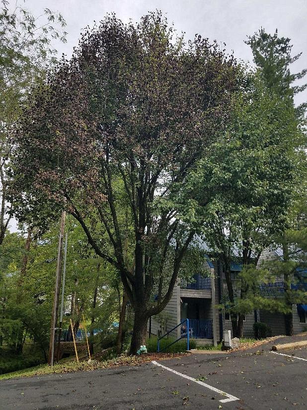 <p>Submitted</p><p>Above: A sycamore leaf shows symptoms of leaf scorch.</p><p>Left: A Bradford pear tree shows symptoms of leaf scorch. Heavy rains in May likely impaired deeper rooting of the tree, leading to the foliage stressing easier with the first hot and dry blast.</p>